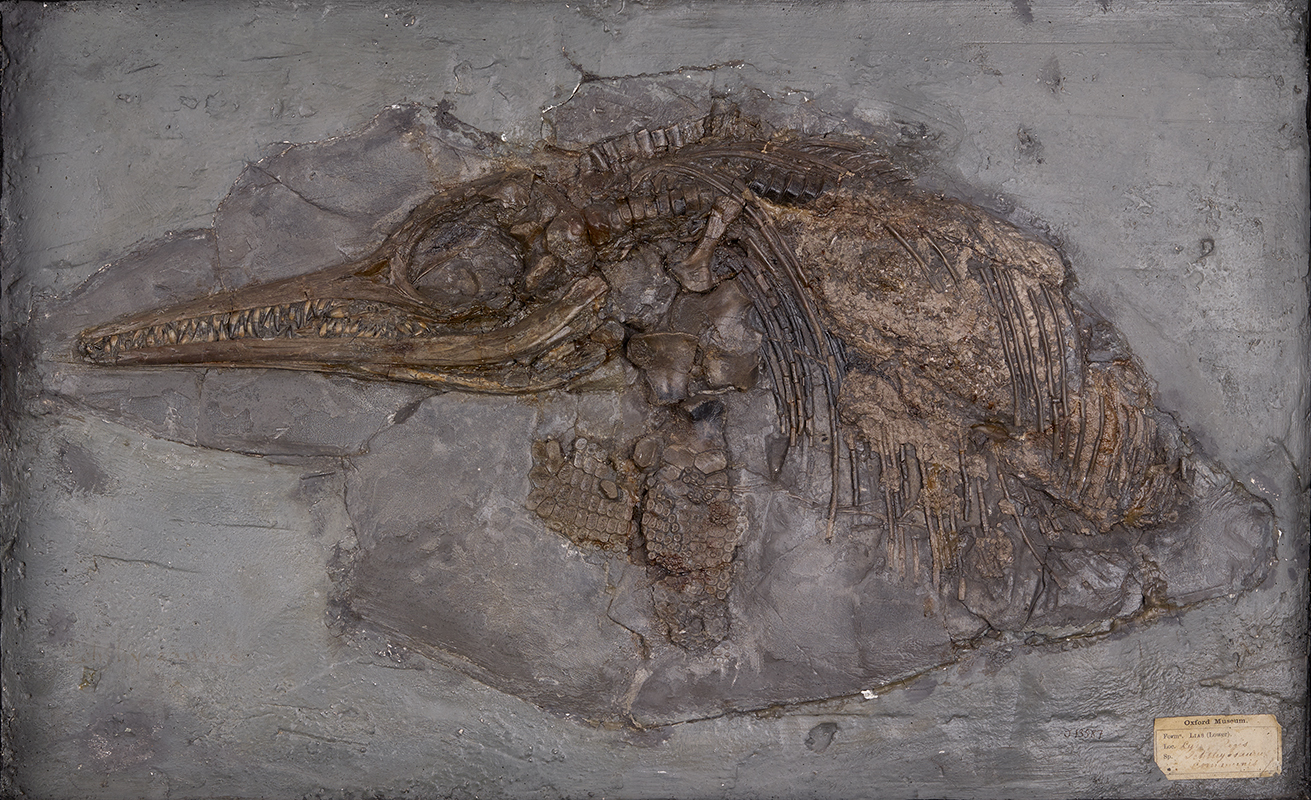 Mary Anning's Ichthyosaur | Oxford University Museum of Natural History