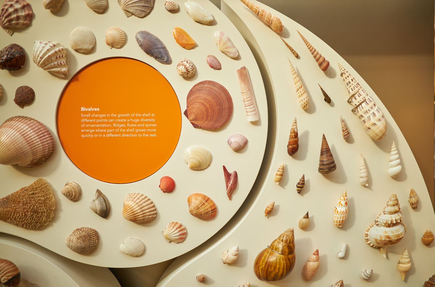 Natural forms case in the new Life as we know it displays, featuring a variety of mollusc shells