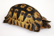 burchell tortoise