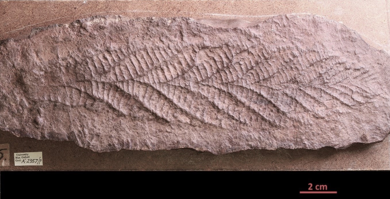 A fossil of Charnia masoni from the Brasier Collection