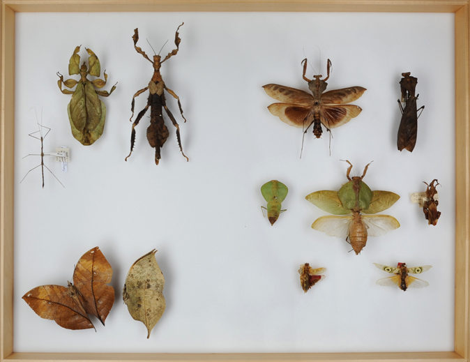 Natural camouflage, stick insects, mantids and leaf butterflies