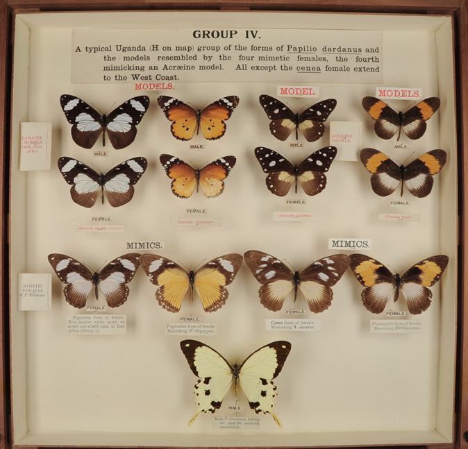 Mimetism, African butterflies (Papilio dardanus)