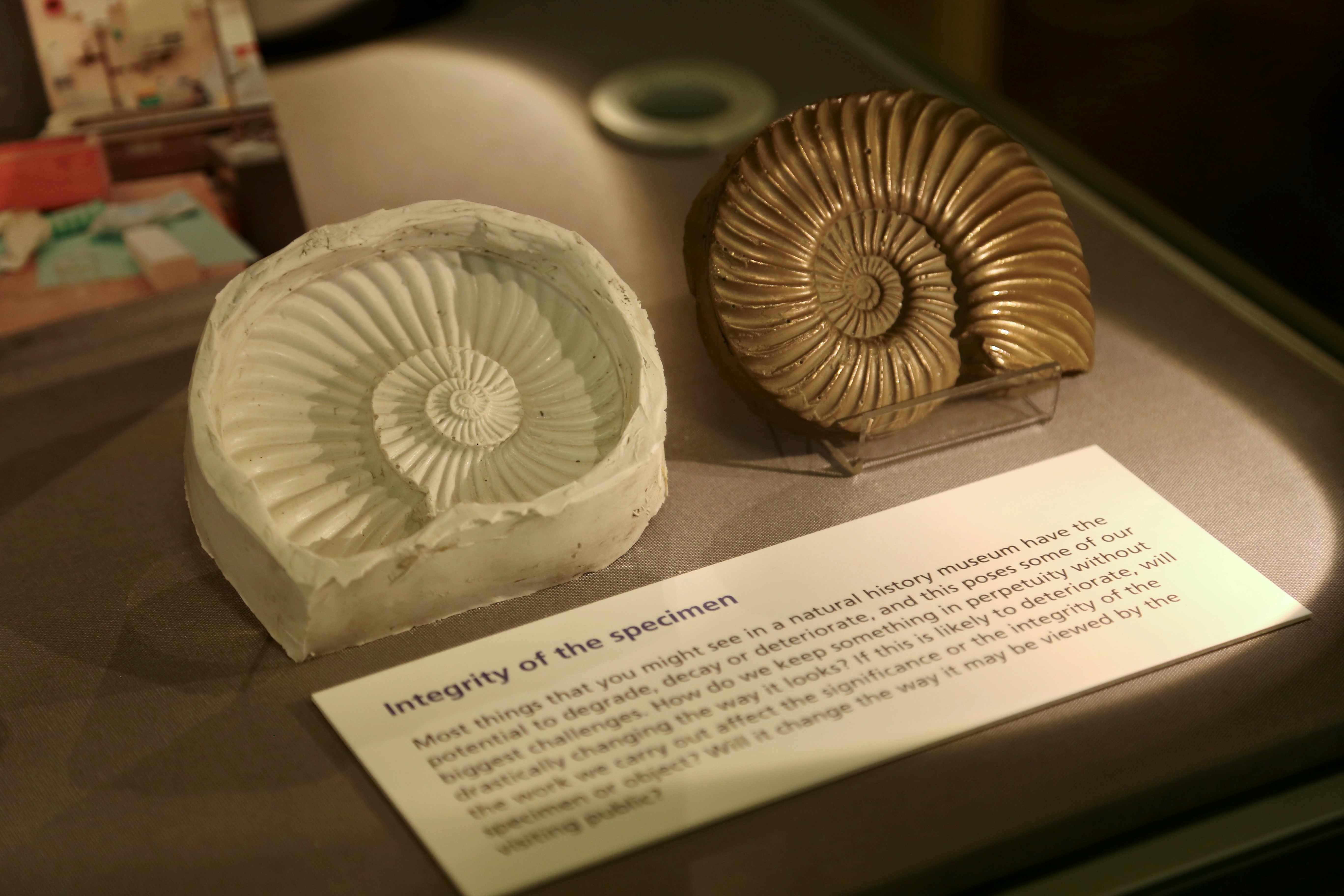 A bronze-coloured model of an ammonite, and its casting mould, made by our Earth collections conservator