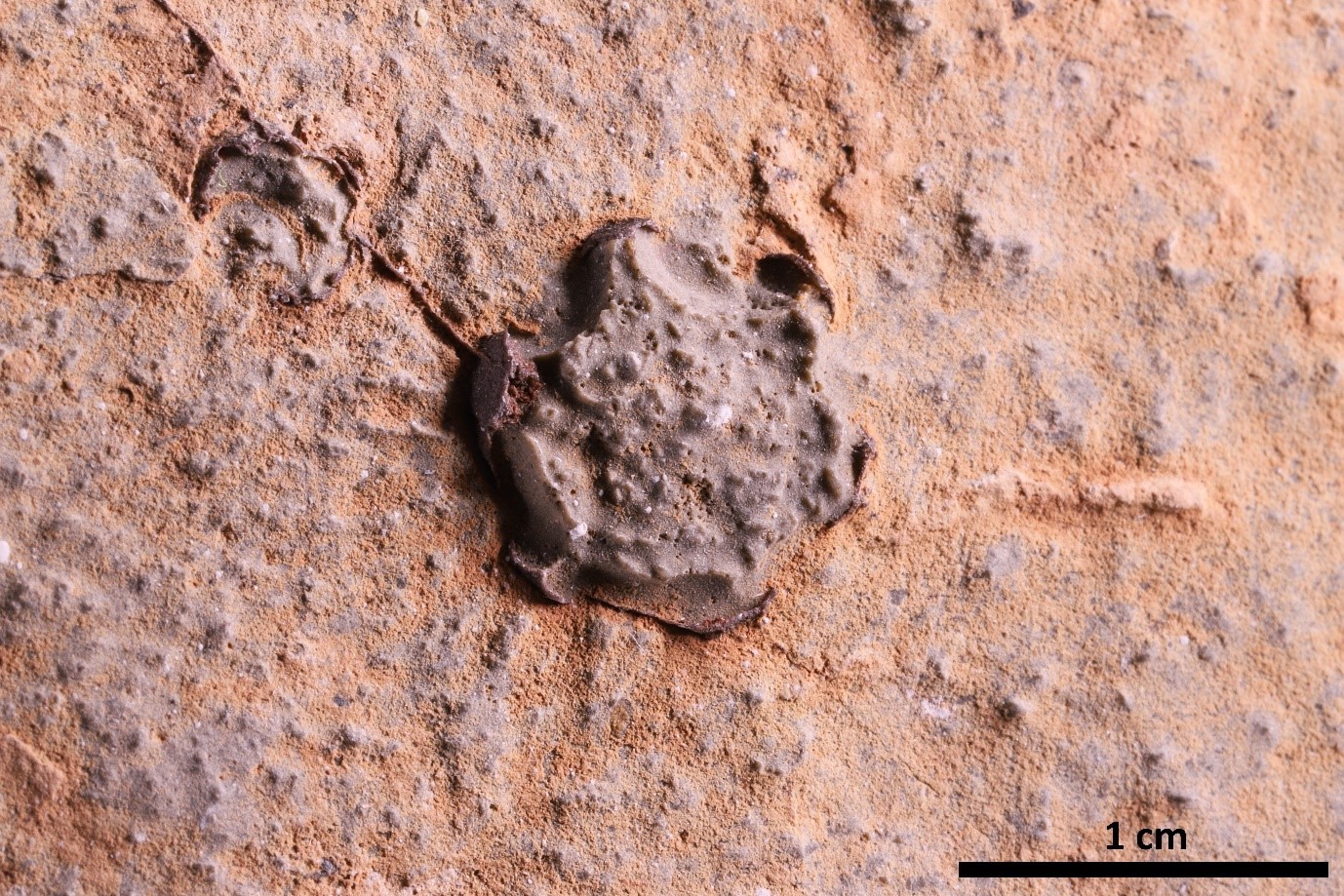 Namacalathus fossil