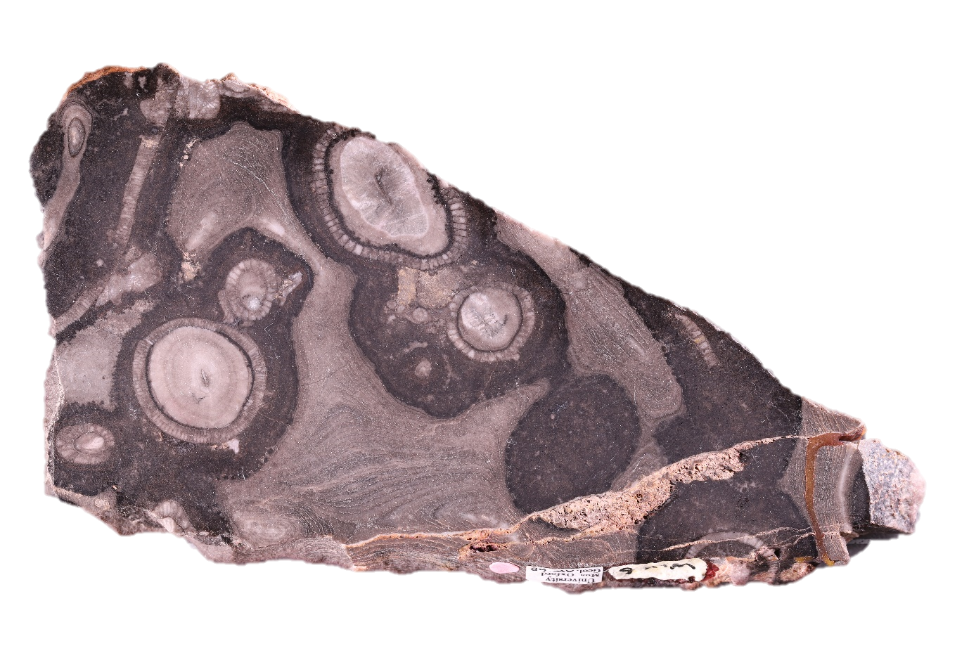 Fossil stromatolites and archaeocyathids from the Brasier Collection