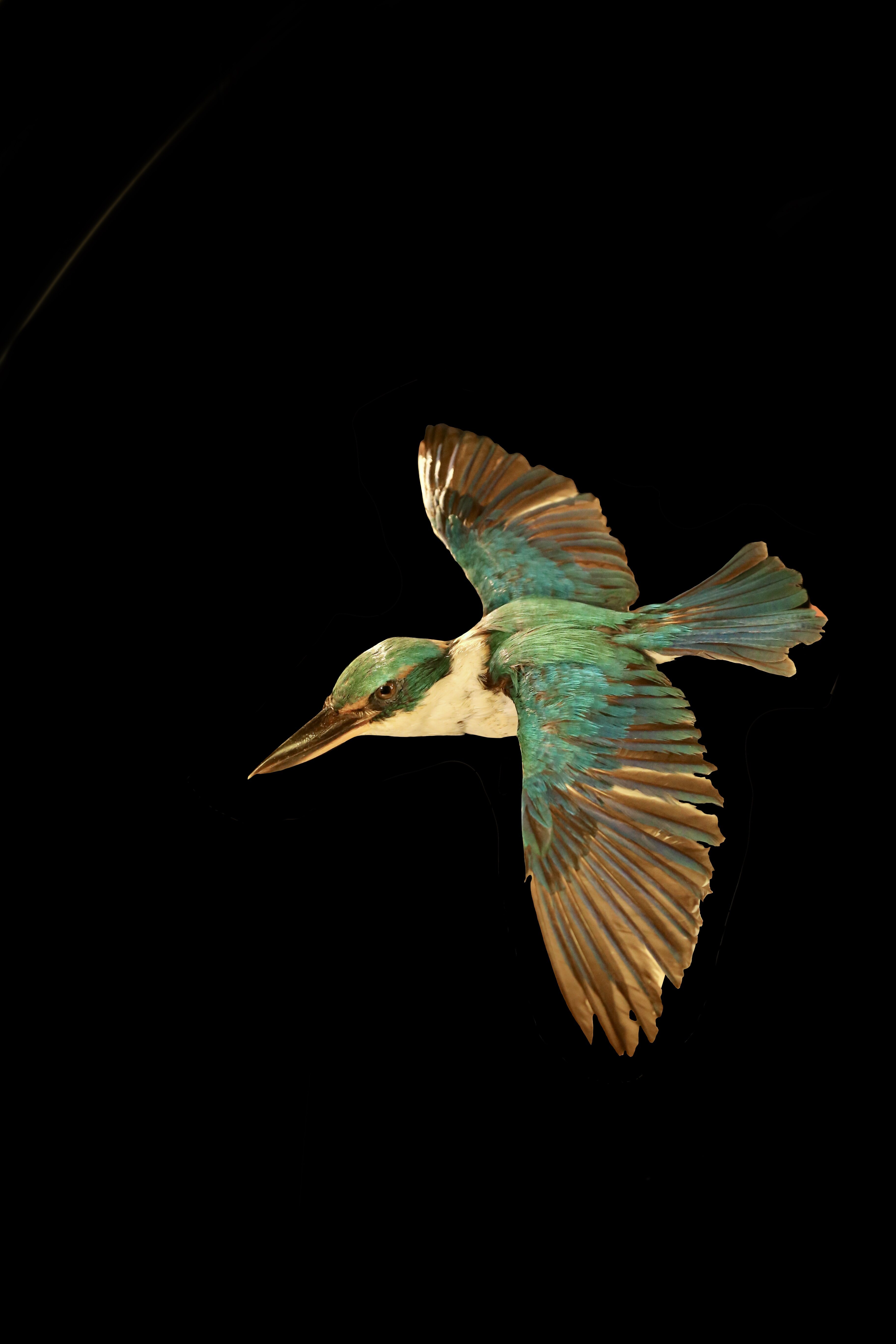 A kingfisher that has been restored by the Museum's conservator