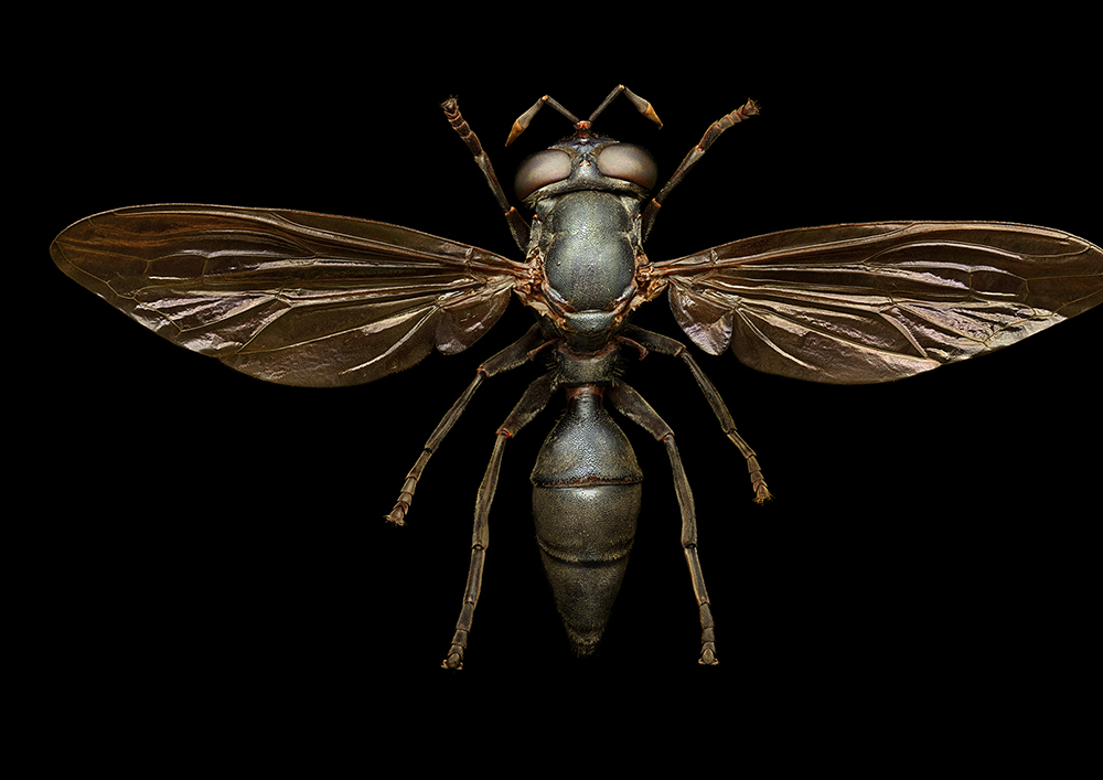 Wasp mimic hoverfly