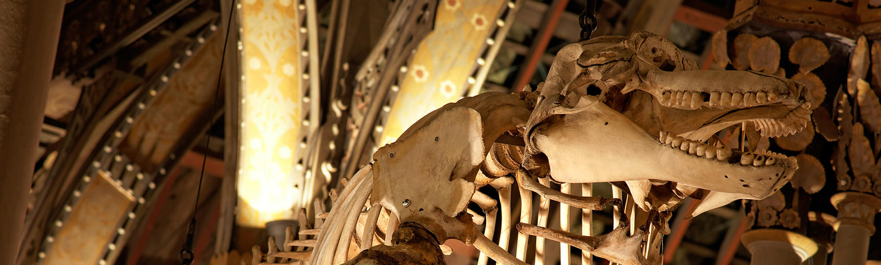 Orca skeleton from the roof at Oxford University Museum of Natural History
