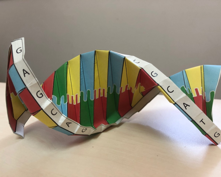 Activity DNA origami Oxford University Museum of Natural History