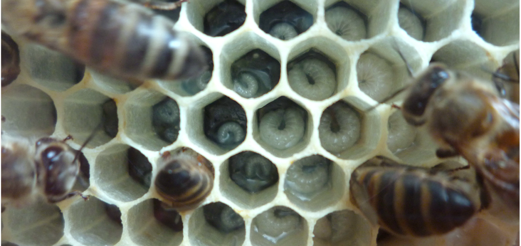 Feeding the young – a close up of our bee larvae 