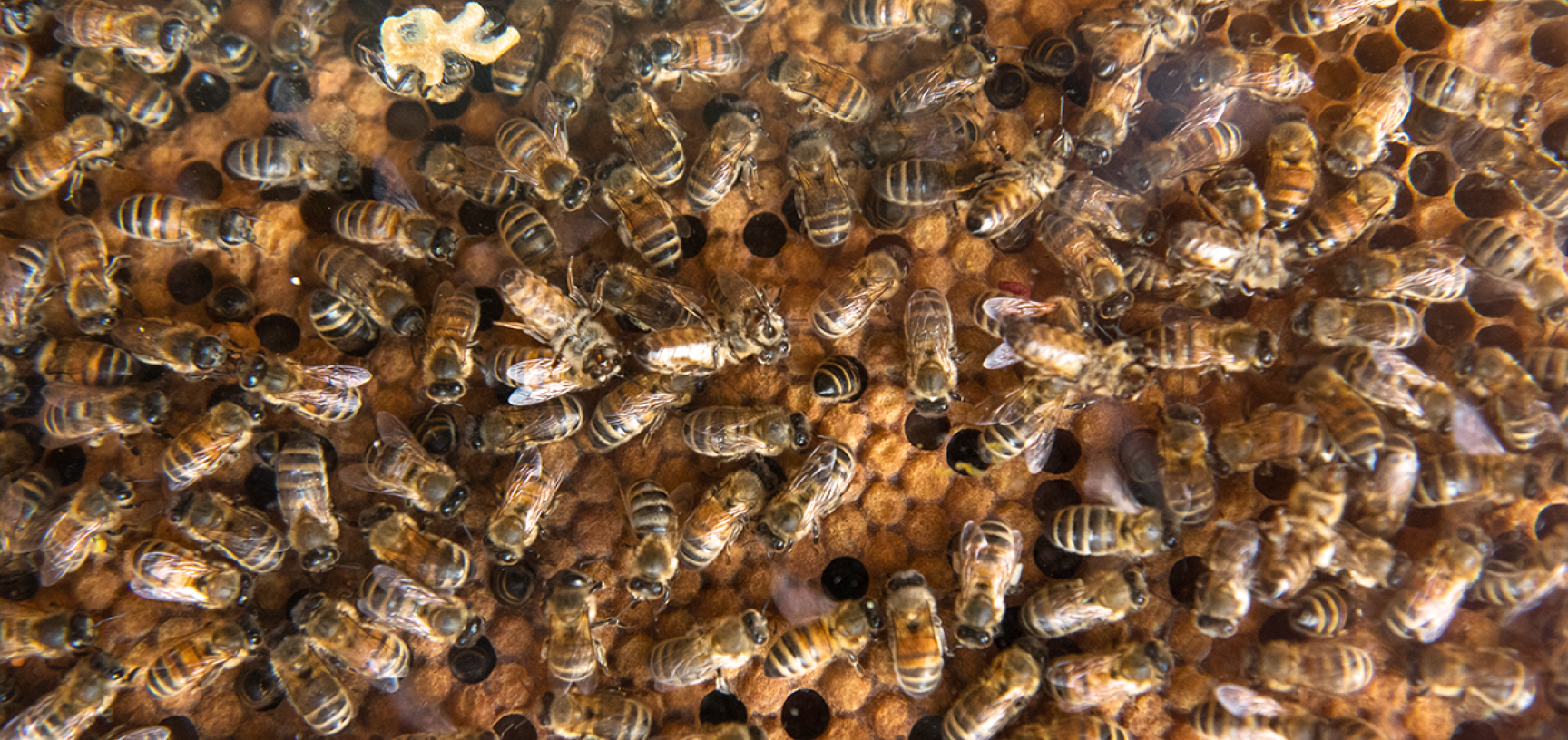 Busy bees and sealed brood chambers