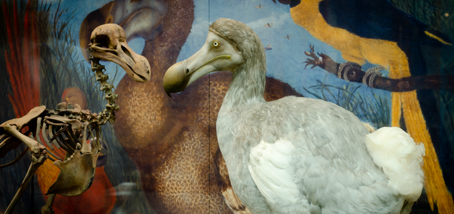 Dodo model on display