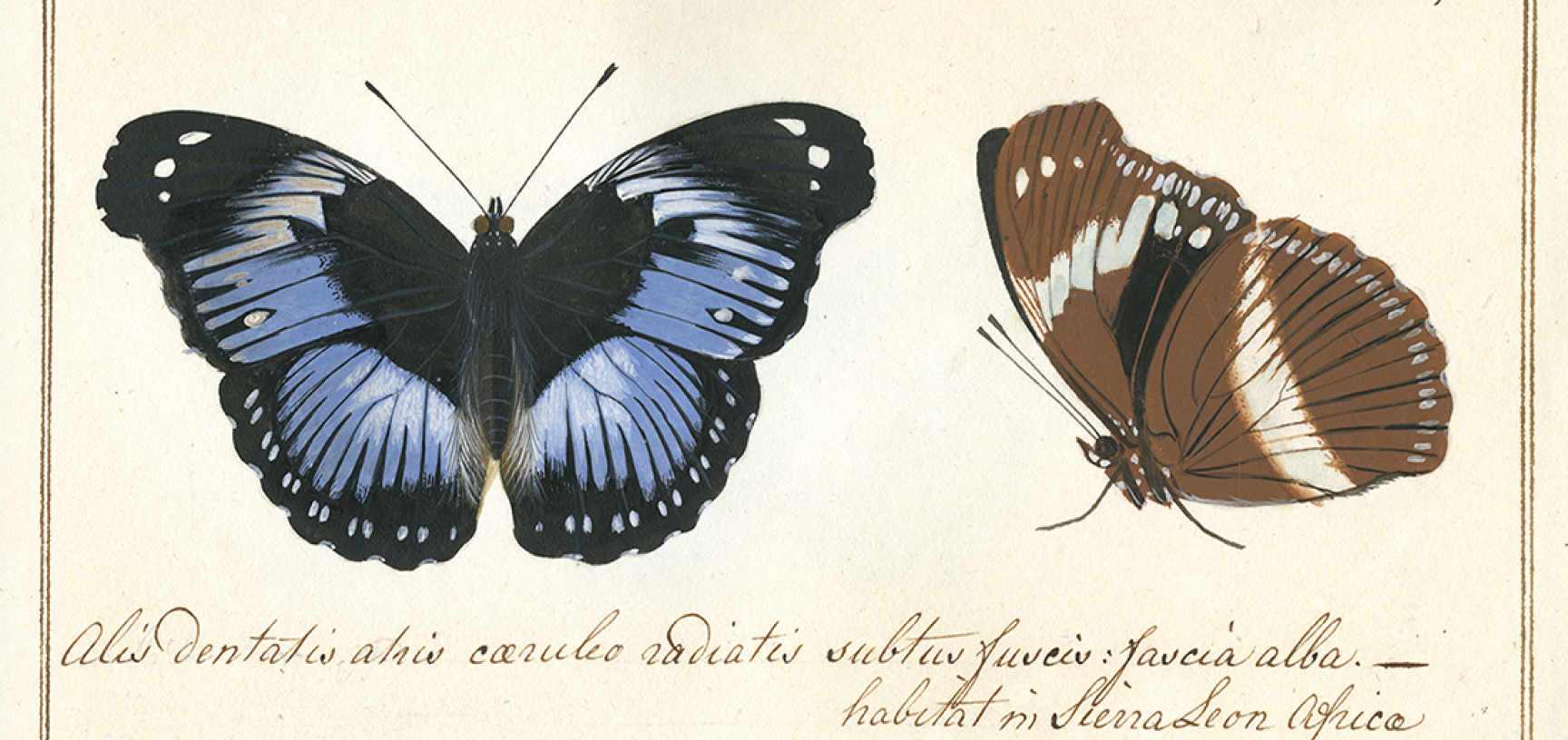 Papilio salmacis