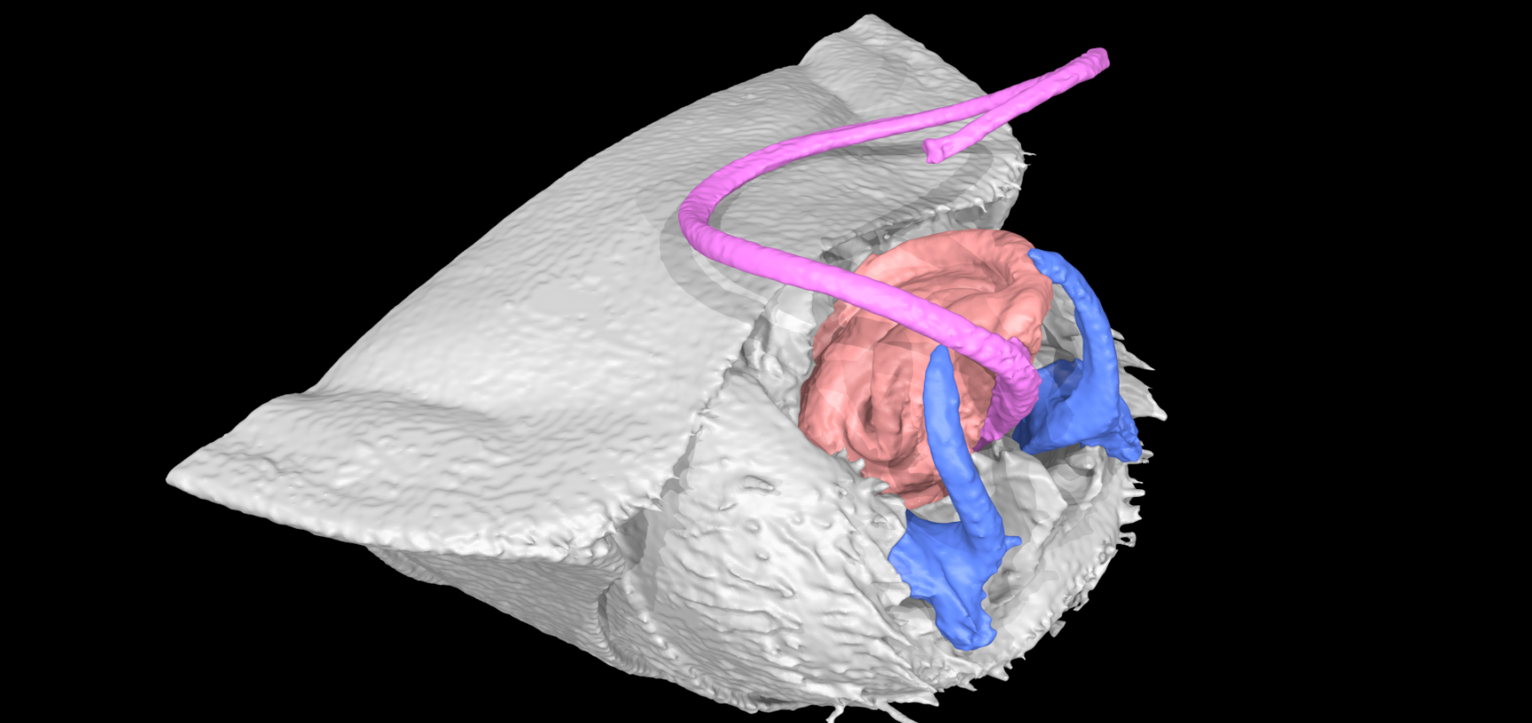 Three-dimensional computer reconstruction of the male genitals of a modern seed bug