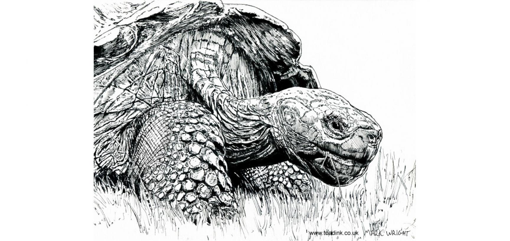 Giant tortoise by Mark Wright of Toadink