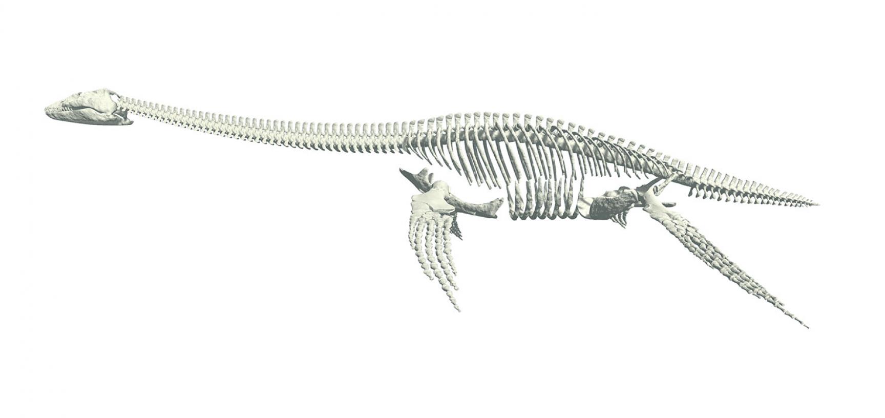 Long necked skeleton of a plesiosaur, Oxford University Museum of Natural History