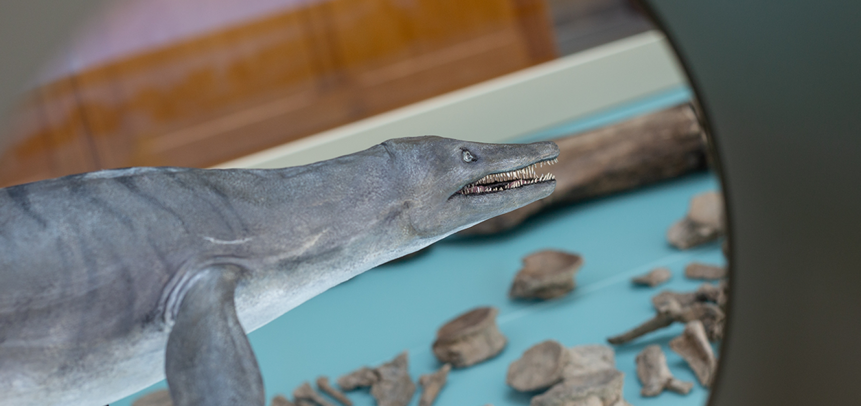 pliosaur model