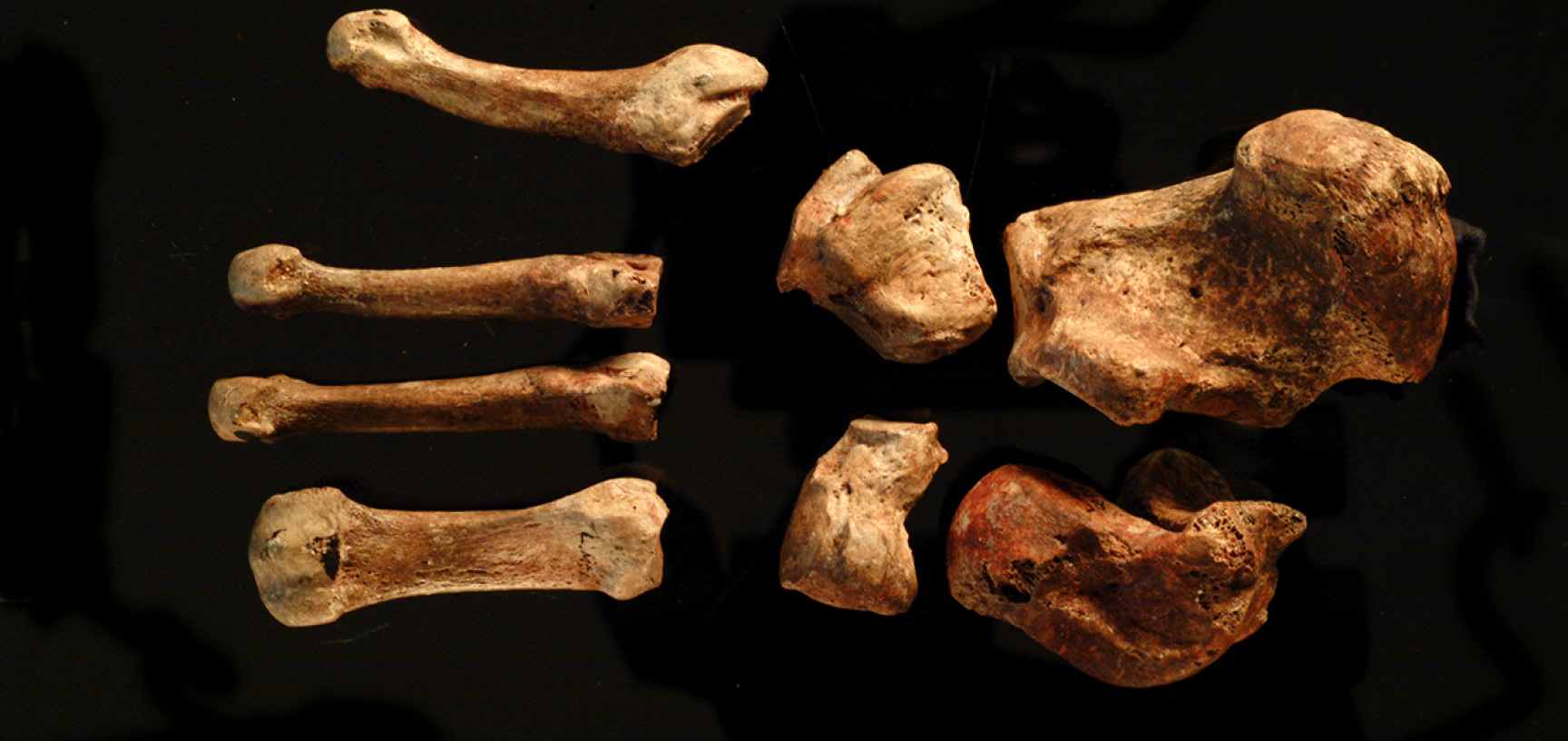Bones of the left foot.