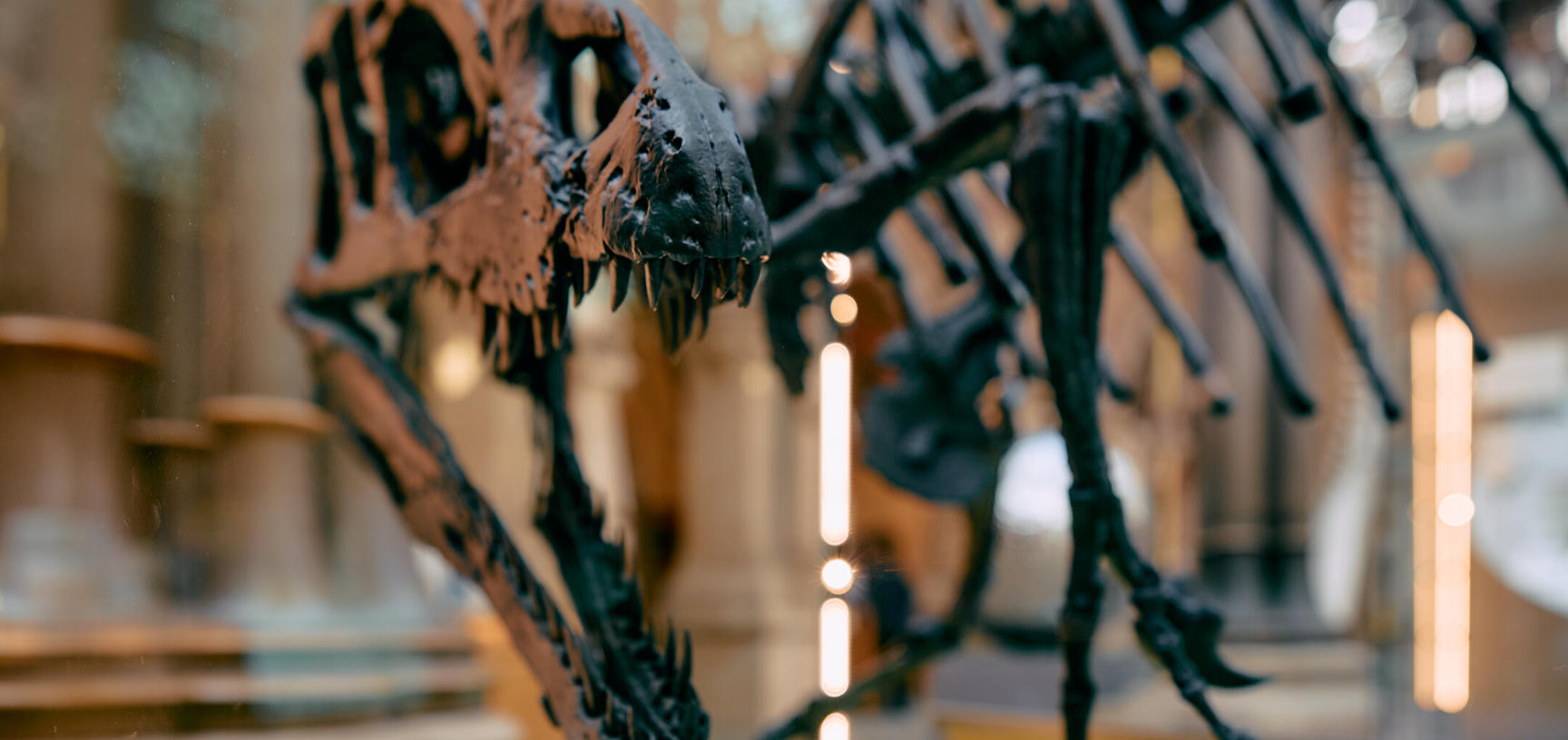 Photograph of articulated theropod dinosaur fossil shot close to the skull which is twisting back towards the camera