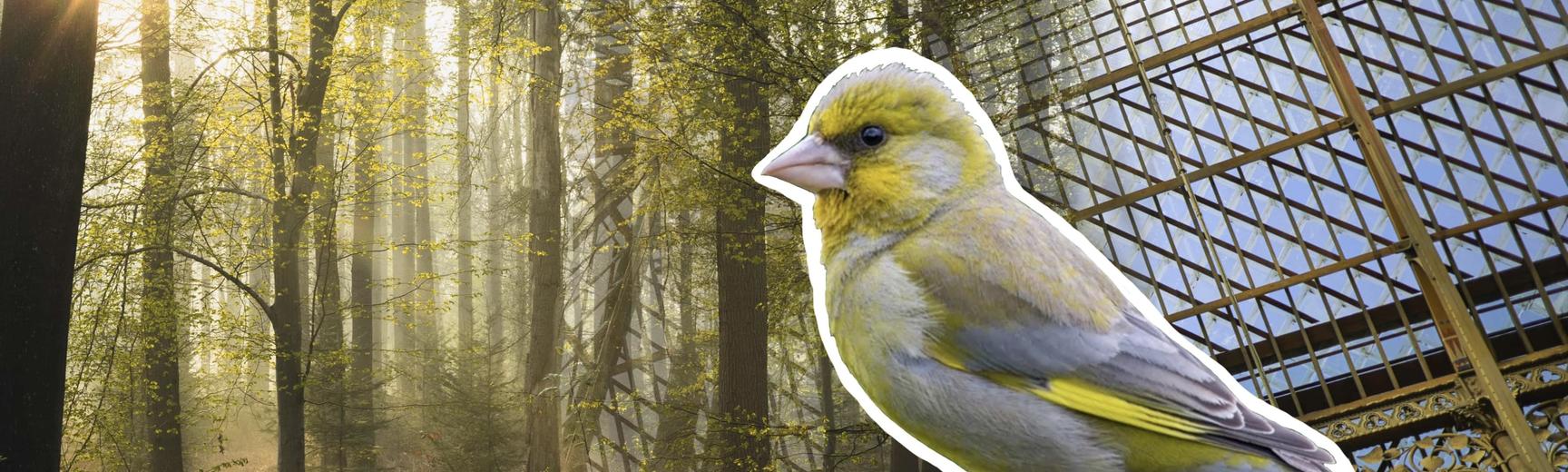 A digital collage of woodland, the Museum roof and a greenfinch perched on a branch