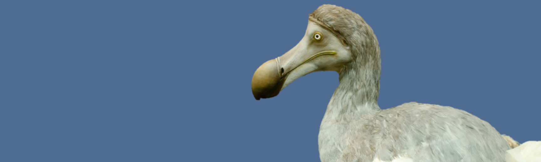Taxidermy dodo at the Museum