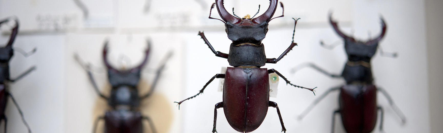 stag beetle oumnh