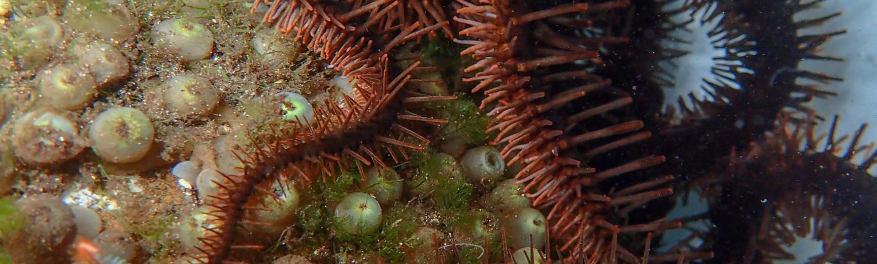 Starry eyes on the reef: colour-changing brittle stars can see