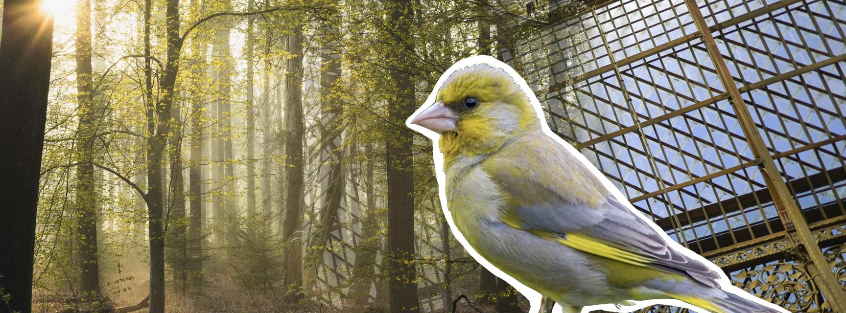 A digital collage of woodland, the Museum roof and a greenfinch perched on a branch