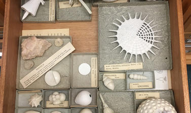 2 a selection of vaclav frics 1839 1916 models of radiolaria and foraminifera plaster and papier mache c oumnh