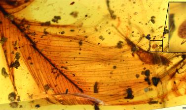 A Cornupalpatum burmanicum tick grasping a feather in 100-million-year-old Burmese amber.