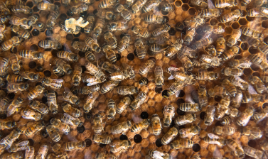 Busy bees and sealed brood chambers