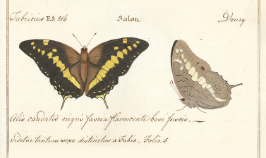 Papilio solon, Fabricius, 1793
