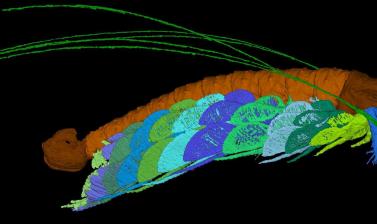 Three-dimensional computer reconstruction of the fossil crustacean Cascolus ravitis