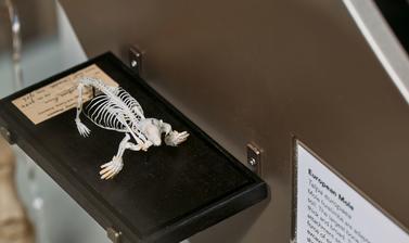 European mole
