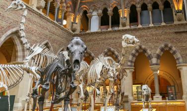 Skeletons from left to right: giraffe, Irish elk, dromedary and young Asian elephant