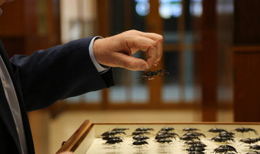 Image showing a hand picking up an insect specimen from the collection at OUMNH