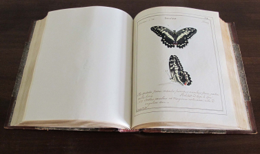 Jones's drawing of Papilio demoleus in the Volume I of his six volume manuscript of paintings