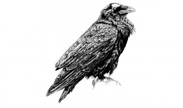 Raven by Mark Wright of Toadink