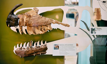 Photograph of museum exhibit of fossil dinosaur lower jaw showing recurved teeth