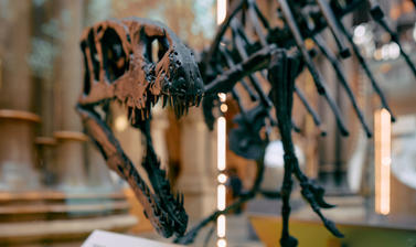 Photograph of articulated theropod dinosaur fossil shot close to the skull which is twisting back towards the camera