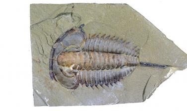 An exceptionally preserved trilobite from the Chenjiang biota, China