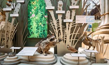 Web of life display