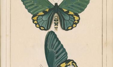Papilio remus