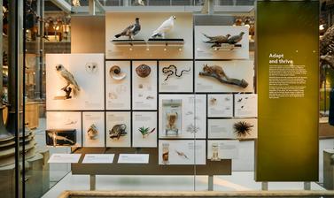 Adapt and thrive display
