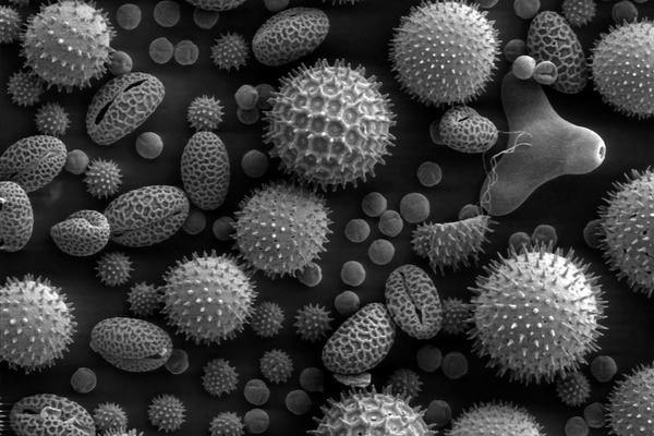 magnified pollen