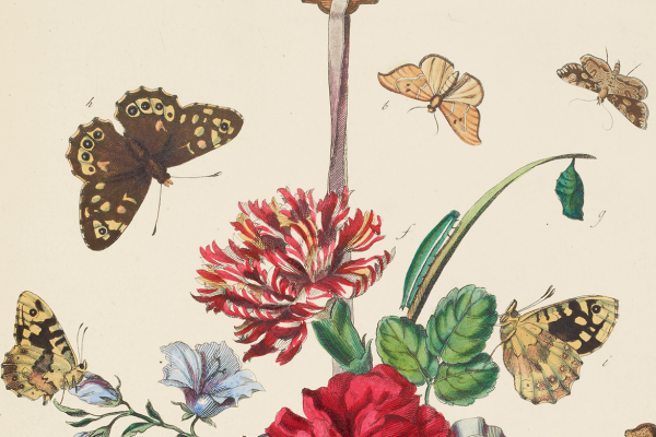 Butterflies drawing, part of the Archive collection, Museum of Natural History