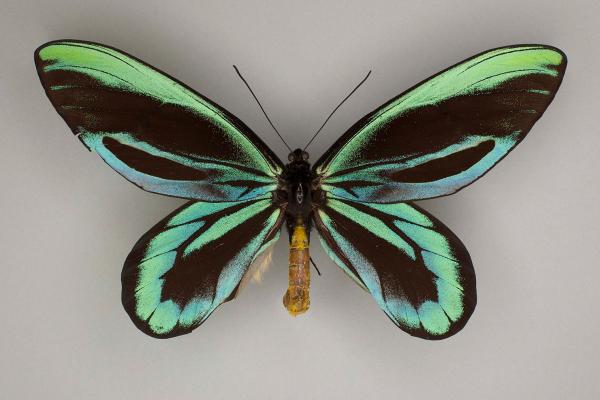 Queen Alexandra's Birdwing (Ornithoptera alexandrae) 