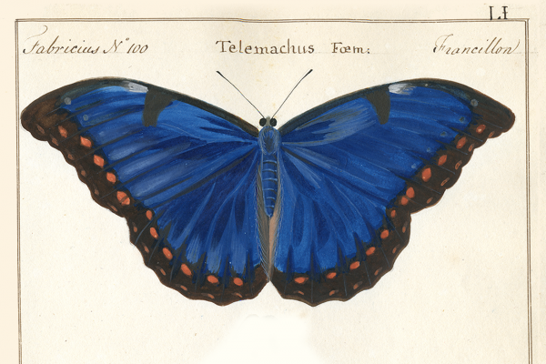 Papilio telemachus