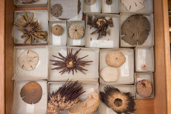 Echinodermata collection, Oxford University Museum of Natural History