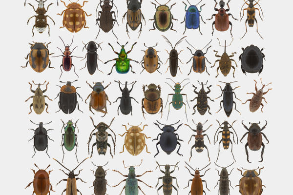 A collections of colourful British insects, unique-beetle fauna of Witherslack in Cumbria UK.